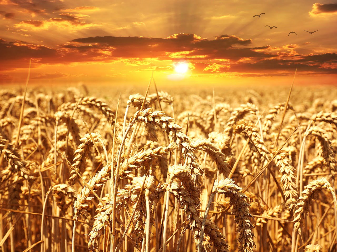 wheat field 640960 1280